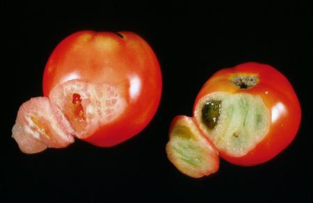 Tomato Solar Yellowing (2)